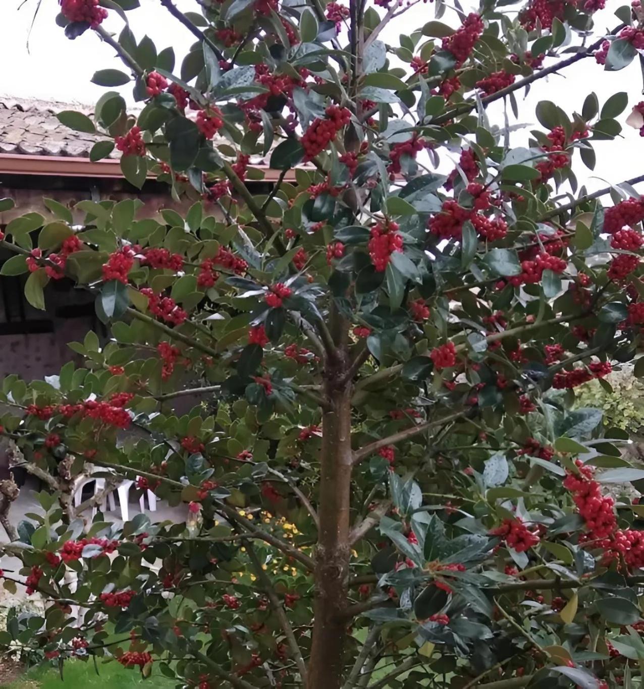 Casa Rural El Fresno Del Abuelo La Cuesta  Extérieur photo